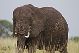Elephant with broken tusk